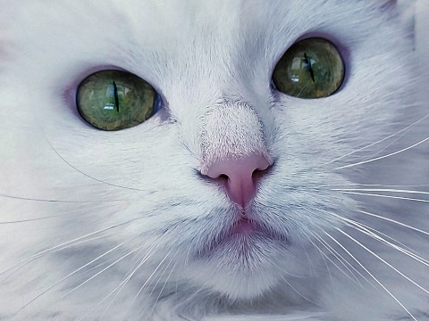 loralora_kv в LOOKY. . Ася