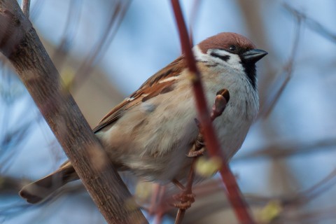 АлександрРомашов в LOOKY. . [#birds ](birds)[#bi...
