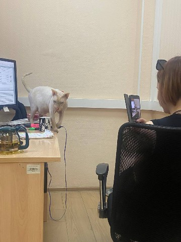 Olgaf314 в LOOKY. #пятница,#работа,#кот. Мой типичный рабочий...