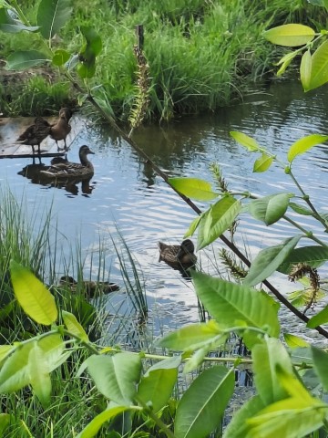 Sveta_77 в LOOKY. #утки,#пруд,#лето. Уточки на пруду... 
...