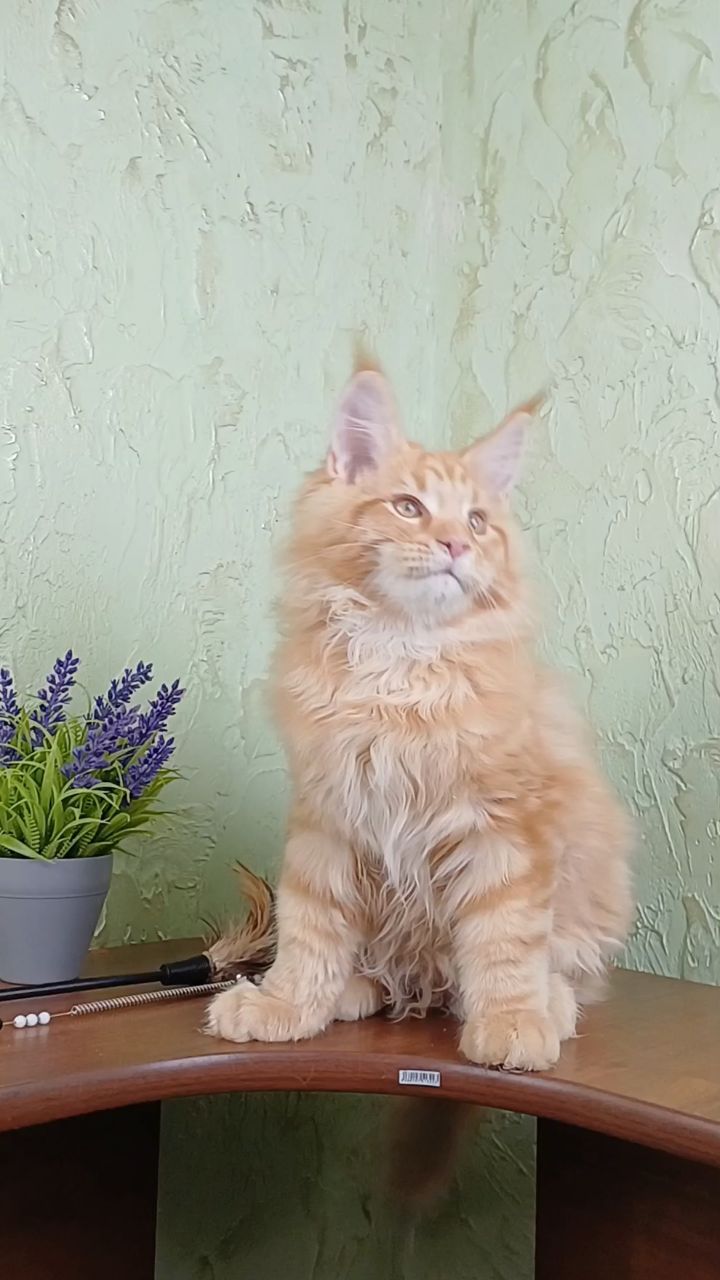 kot72_maine_coon в LOOKY. #Мейнкун,#кетёнок_мейнкун. #Мейнкун 
#кетёнок_м...