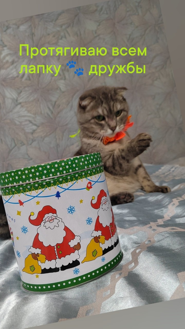 Лапка дружбы для моих друзей ❤️
.
.
.
#джусик_нн #котоблогер #looky  #вислоушка #Шотландскийвислоухий #милашка #любимчик #котики #кот #пушистик #мыизкотограма #LOOKY_топ #мойкотик  #котикинаркотики #котикиправятмиром #безкотаижизньнета #кошкитакиекошки #котомафия #котомагия #котикирулят #питомец #любимыйпитомец