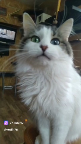 Котлин_Остров_Котов_Кронштадт в LOOKY. #каковакросота,#котыдонорыкрови,#помощьбездомнымживотным,#cat. #каковакросота #коты...