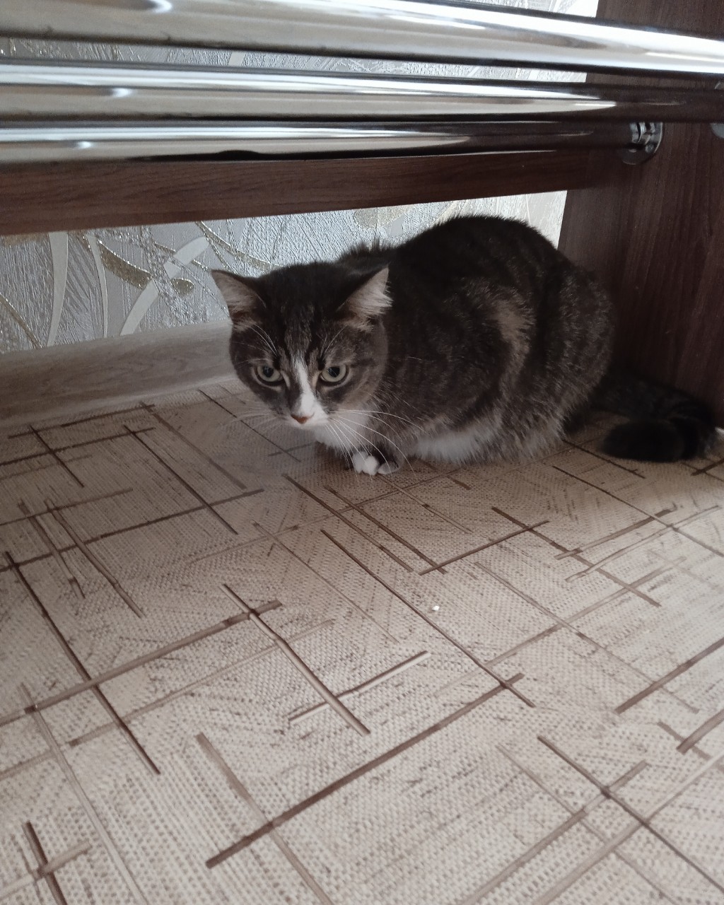 #кошка #мяу