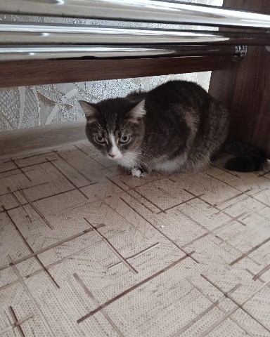 Looky_1706457116070 в LOOKY. #кошка,#мяу. #кошка #мяу