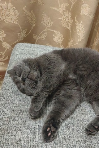 Looky_1718294826810 в LOOKY. . Дизюшик поймал дзен ...