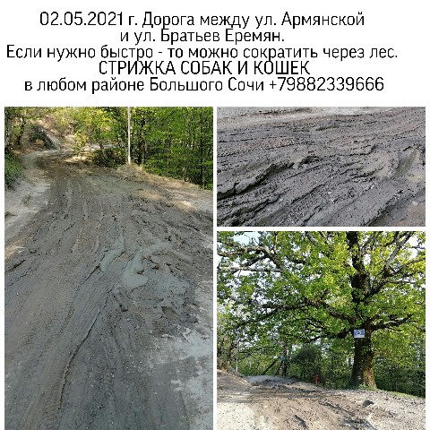 Looky_1676317000260 в LOOKY. #стрижкасобак,#одеждадлясобак,#ШИВ,#Сочи,#фотография,#стрижкасобакСочи,#стрижкакошекСочи,#заповедник,#горы,#работакакэкскурсия. Моя Малая Родина - м...