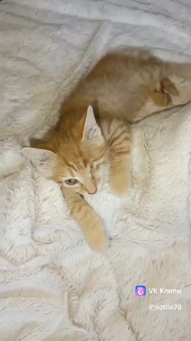 Котлин_Остров_Котов_Кронштадт в LOOKY. #спасликотенка,#удалилиглазкотенку,#помощьбездомнымживотным,#котики,#cat. #спасликотенка #удал...