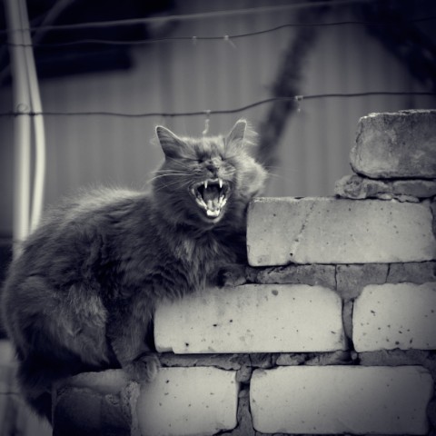 jeanny__a в LOOKY. . Брутальный соседский...