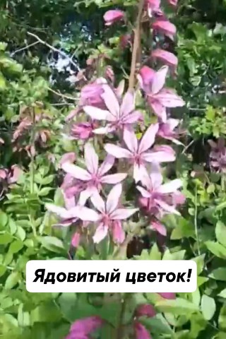 s_sobakoy_na_more в LOOKY. . Внимание! Очень крас...