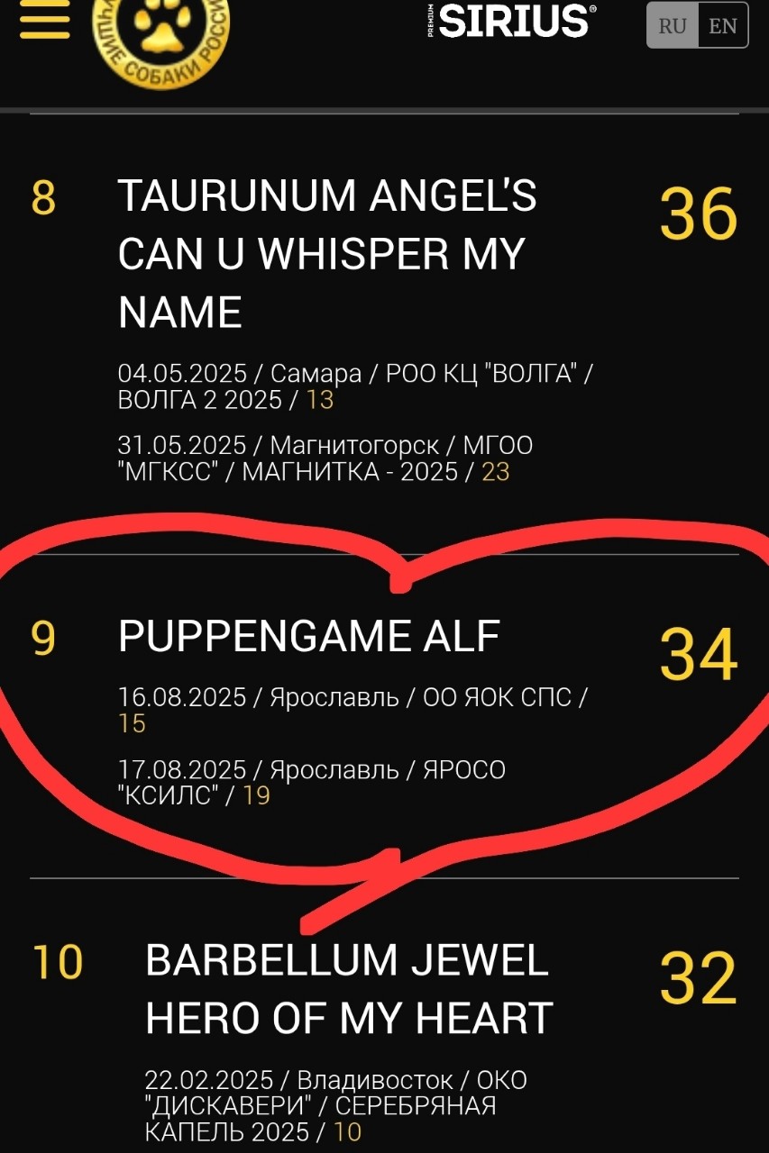 puppengame в LOOKY. #кавалер,#кавалеркингчарльз. Наш малыш Альф в рей...