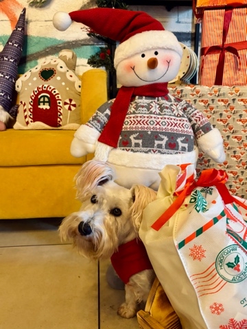 Анна и Веста в LOOKY. #zwergschnauzerlovers,#розовыеушки,#vestazwergschnauzer,#miniatureschnauzer,#whiteminiatureSchnauzer,#смешныесобаки. Дорогой, Дедушка Мор...
