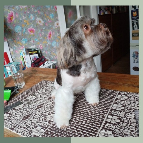 mariya.groomer в LOOKY. #ши-тцу,#стрижкашитцу,#стрижкасобак,#стрижкаживотных,#домашниеживотные,#питомец,#стрижка,#собаки,#грумерспб,#грумингсобак. Лида 🥰

*стрижка
*м...