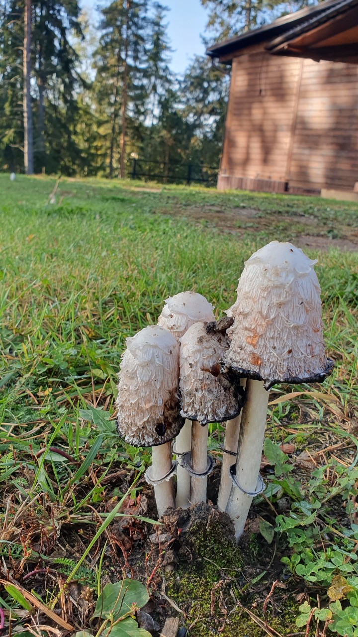 olgasergeevnasolo