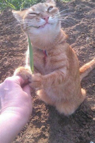 artem75 в LOOKY. . Котику немного плохо...