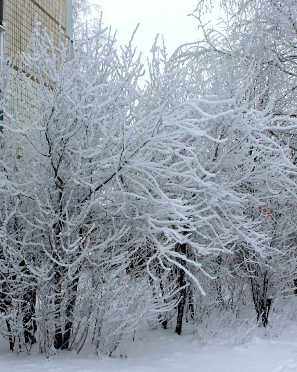 Looky_1695576157201 в LOOKY — Тёмный лес что шапкой
Принакрылся чудной
И заснул под нею
Кр