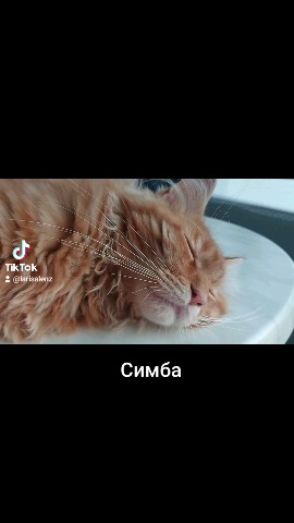 Simba в LOOKY. #симба,#мейнкун,#mainecoon,#котенок. Симба думу думает .
...
