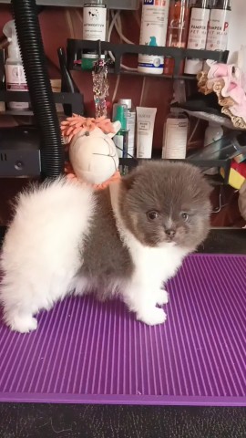 Питомник Тульский Сапфир Татьяны в LOOKY. . Наш цветочки яркий Г...