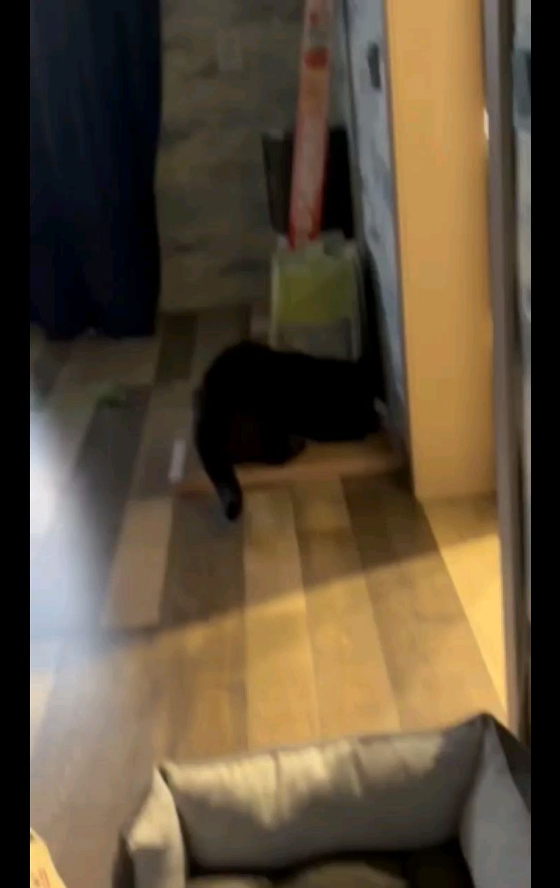  в LOOKY — ✅️"Коту очень понравилось)"✅️
-отзыв Ольги Ивановой.
www.kog