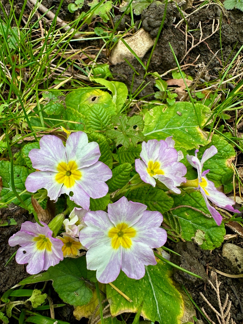 nina_melekhova в LOOKY — фото 3