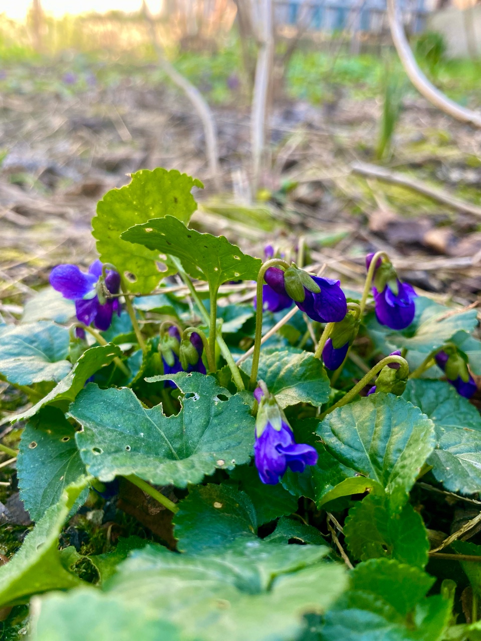 nina_melekhova в LOOKY — фото 4