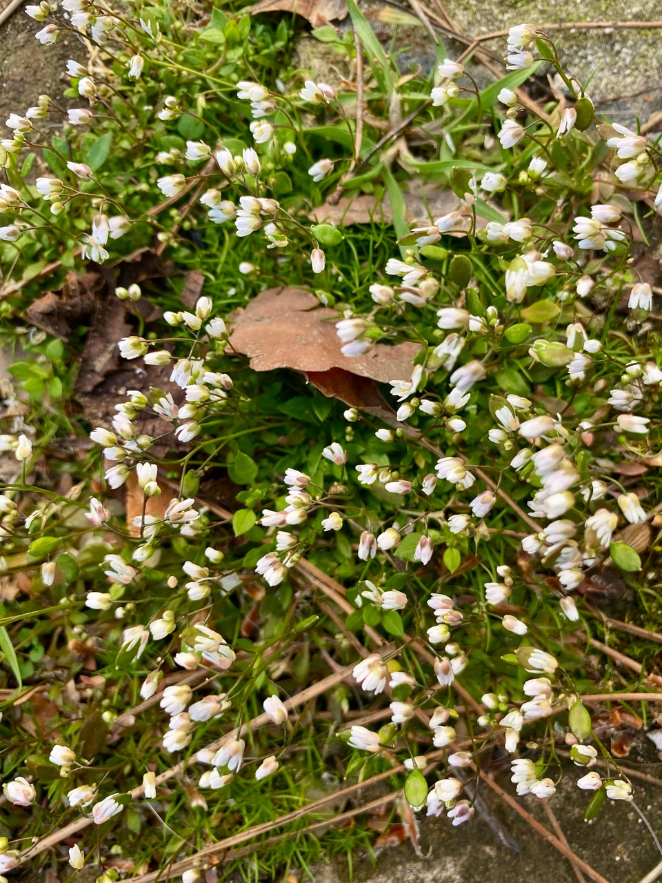 nina_melekhova в LOOKY — фото 9