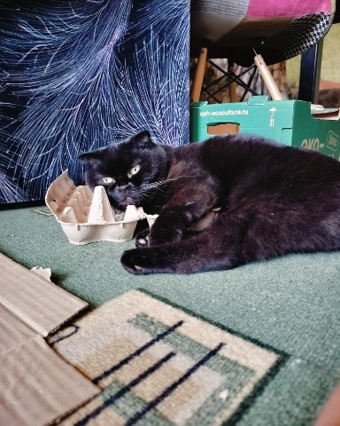 bysa_cats в LOOKY. #саратов,#ядома,#вечер,#новыйгод,#обнимашки,#вмиреживотных,#животные,#хвостик,#хвост,#киса,#киска,#кот,#кошка,#кошки,#котик,#котята,#хвостик,#лапки,#милота,#мимими,#мимимишность,#безкотажизньнета,#кот,#cat,#cats,#kitten,#kittycat,#meow,#NoFilter,#neko,#Repost,#blackcat,#cute,#weeklyfluff,#kitty,#kittens,#catlife,#catlover,#blackstarcat,#scottishfold,#pet,#bysa_cats,#catoftheday,#love,#photography,#Котикинаркотики,#безкотажизньнета,#золотойфонддрузей. У меня старая новая ...