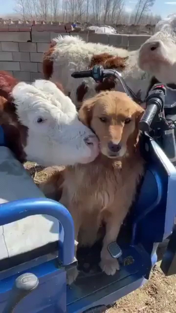 fuuny в LOOKY. . Любовь