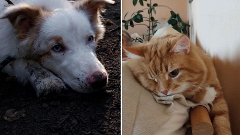 Аглая Рыжая в LOOKY. #АглаЯотАдоЯ,#бордер,#якина,#Семён,#bordercollie. На днях мама меня сп...
