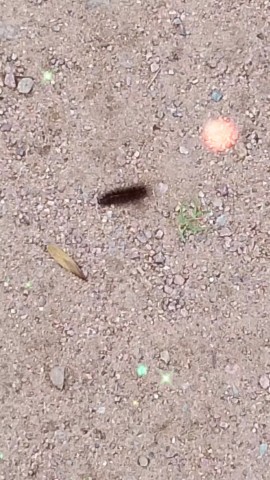  в LOOKY — Мохнатая гусеница 🐛

[#гусеница ](гусеница)[#насекомое ](на