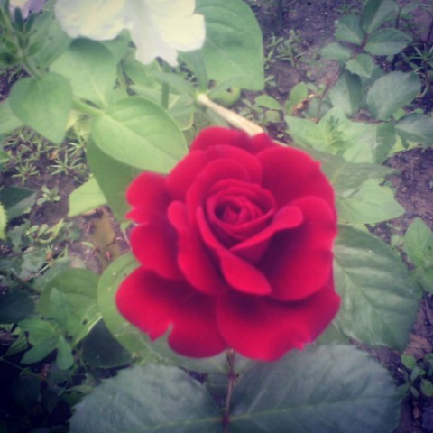 Looky_176539158249016 в LOOKY. . 