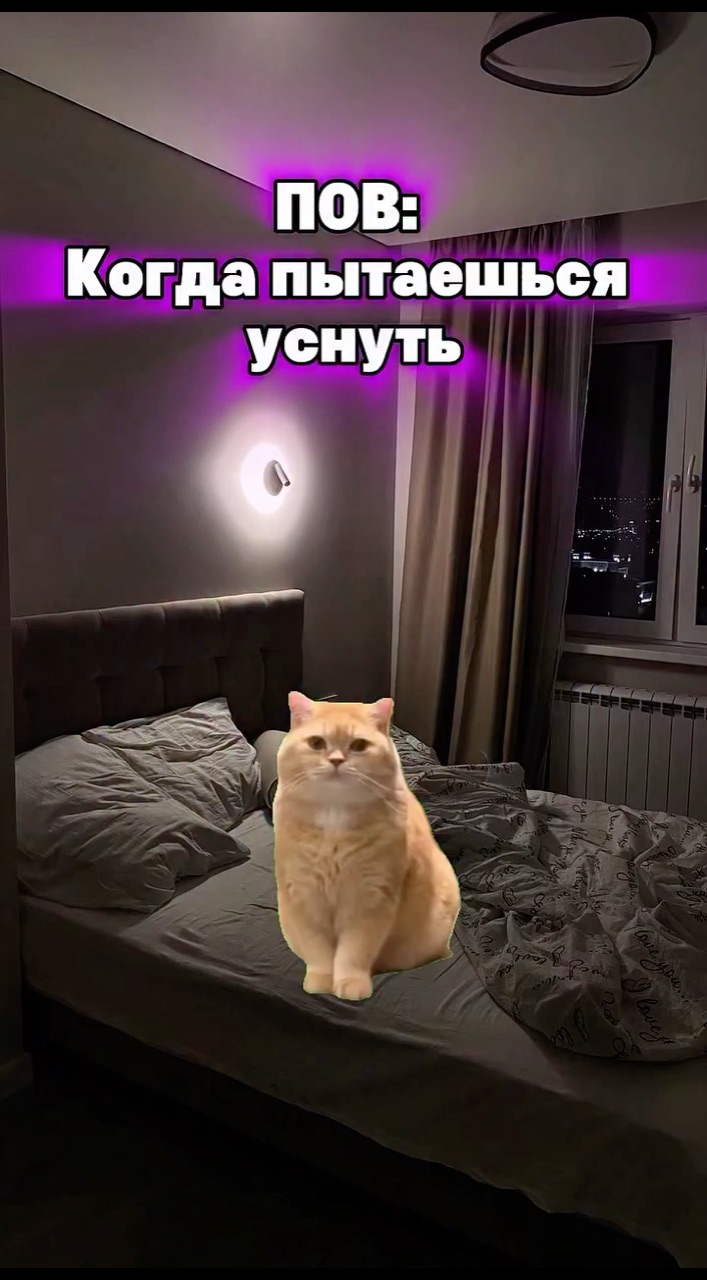 Vvppanda в LOOKY. . [#rils ](rils)
[#cat...