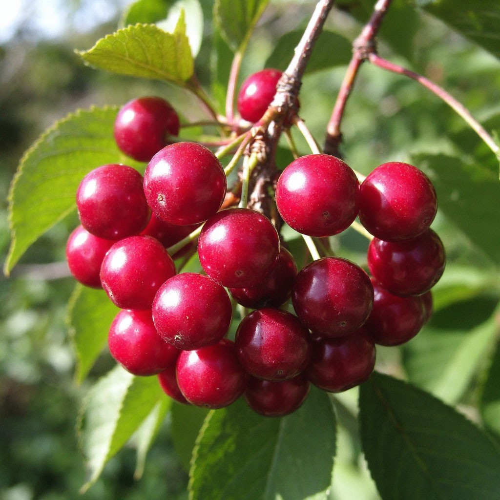MicroGreens from Ladymari в LOOKY. . Привет, мои дорогие!...