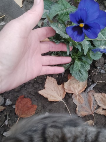 Looky_1669302027848 в LOOKY. . 