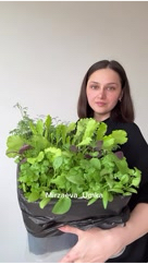 Mirzaeva_Umka в LOOKY. #огород,#топ,#еда,#сад,#дача. Свежая зелень с подо...
