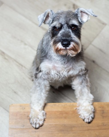 Leeny_a в LOOKY. #цвергшнауцер,#шарташ,#Роки,#zwergschnauzer,#miniatureschnauzer,#служебнаясобака,#фотосессия,#nikon,#helios,#гелиос,#гелиос44,#helios44,#боке,#photographer,#photo,#photography. #цвергшнауцер #шарта...