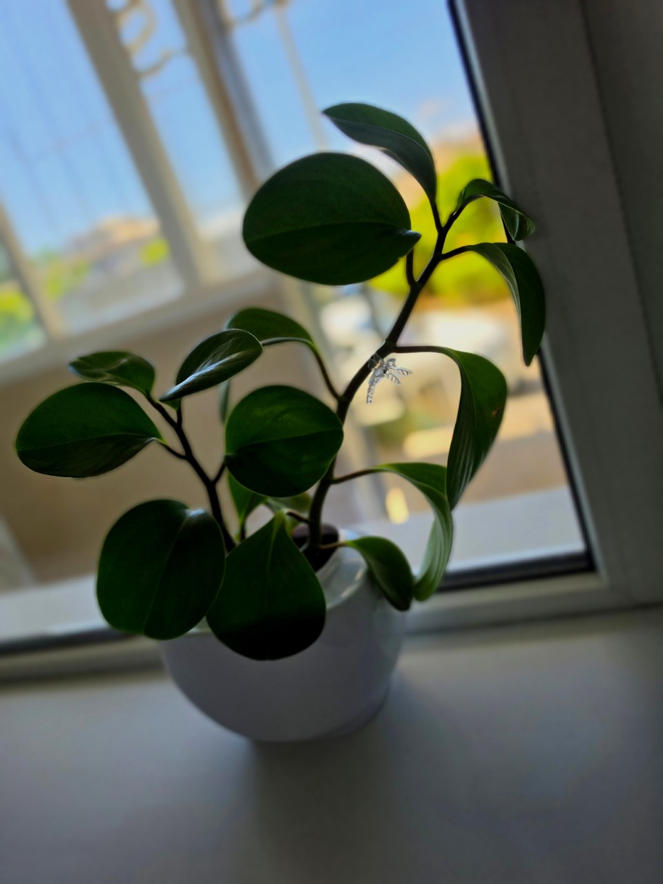 igorevna_._ в LOOKY — Его зовут Игорь и теперь он работает с нами 🙃 #растения #пр