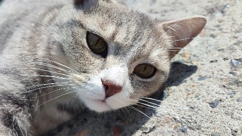 Татьяна Сухарева в LOOKY. . Моя кошечка Миюша 🐭