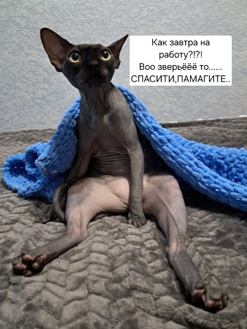 Looky_zluchkamia в LOOKY. . 