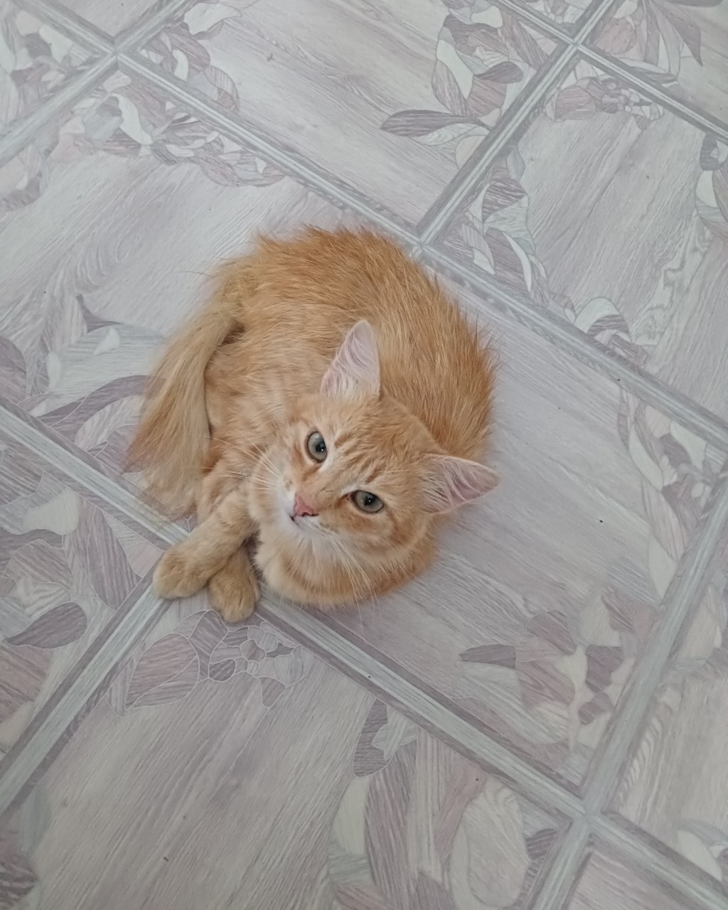 🐈🐈‍⬛🐾