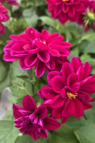 Fleurs в LOOKY. #георгин,#далии,#цветы,#растения,#растение,#красота,#красотавокругнас,#ландшафтныйдизайн,#ландшафт,#оранжерея,#looky,#looky_official,#looky_контент,#looky_цветы,#природа,#природапрекрасна. Знаете ли вы, что ге...