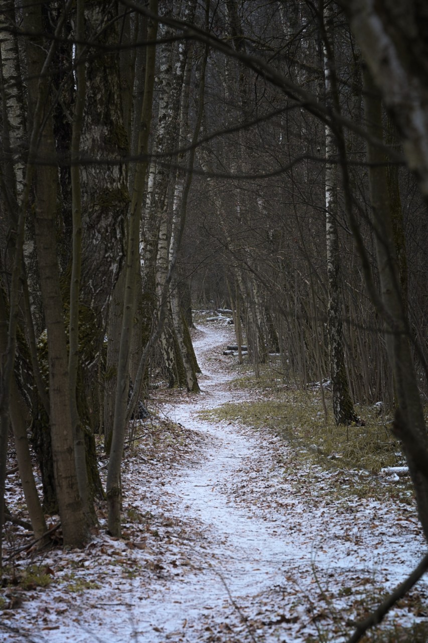 poboruev_landscape в LOOKY. #природа,#зима,#осень,#лес,#снег,#дорожка,#тропинка,#аллея,#фотоприроды,#природноефото,#фотоманитнас,#первыйснег,#сумрак. Глаза открываешь - в...