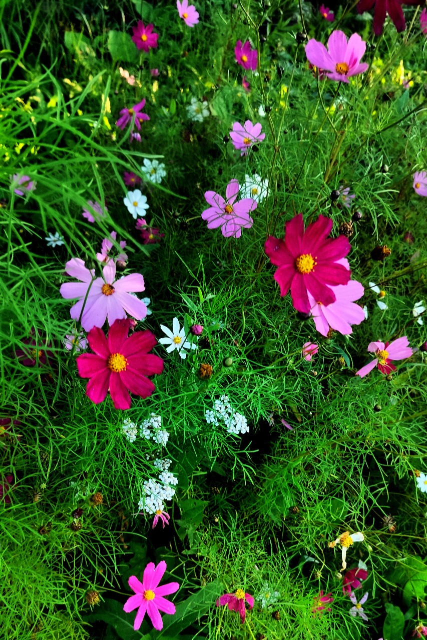 [#flowers ](flowers)#цветы #космея #лето26