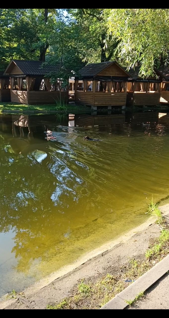 Элина Прилепкина в LOOKY. #цвергпиняер#купитьщенкацвергпинчера#отдыхссобакой#минидоберман#миниаинчер#. Лето это прекрасно!!...