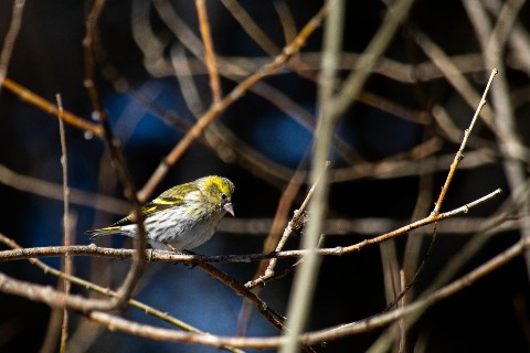 alx.a.lav в LOOKY. #чиж,#siskin,#birds,#птицы. Чиж / Spinus spinus ...