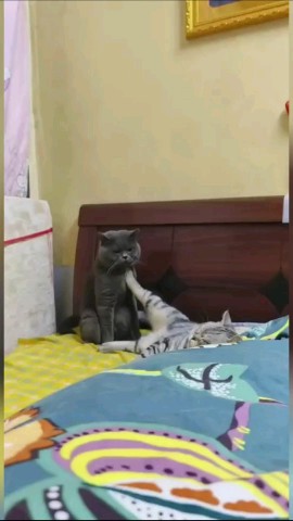 Шерстяные проказники в LOOKY. #домашниеживотные,#песикот,#коты,#котики,#собака,#моипитомцы,#забавныеживотные,#юмор,#смешноевидео,#улыбайся,#смешное. Когда он пришел мири...