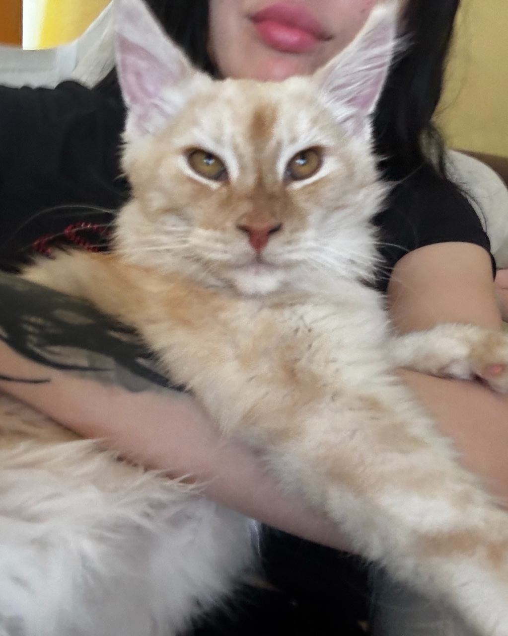 Моя пума 🐈