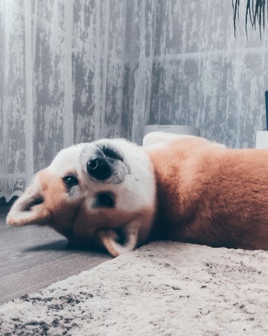 Габи в LOOKY. #акита,#акитаину,#габи_кузя,#акита_ину,#akita,#akitainu,#akita_inu,#japanakita,#akitaclub,#японскаяакита,#хатико,#собака,#dog. Кривляки вредной соб...