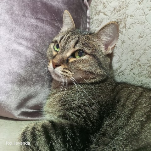 Looky_178557156064688 в LOOKY. . Дульсинея 🧡