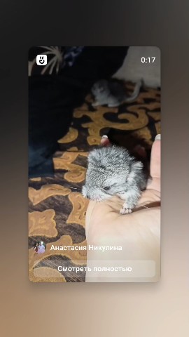 Anassia_Nikulina в LOOKY. #шушик. Суточные шиншиллы. 
...